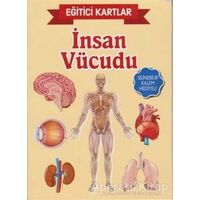 Eğitici Kartlar - İnsan Vücüdu - Kolektif - Teleskop Popüler Bilim