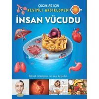 İnsan Vücudu / Çocuklar İçin Resimli Ansiklopedi - Kolektif - Yumurcak Yayınları